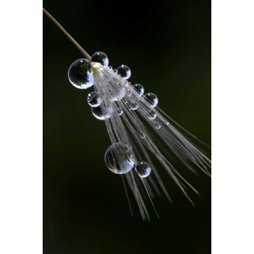 CA, San Diego Droplets on a dandelion seed